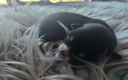 Chihuahua dogs for sale: Cup Chihuahua mini - Image 7