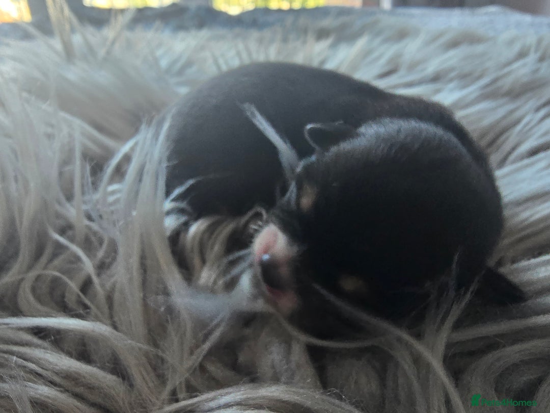 Chihuahua dogs for sale: Cup Chihuahua mini - Image 7