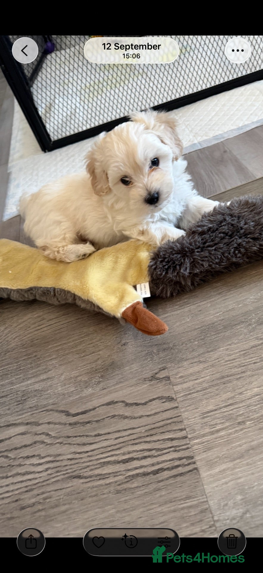 Maltipoo dogs 💙 last Stunning Maltipoo boy ready now  💙 - Advert 1