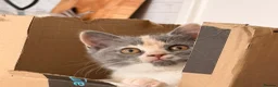 British Shorthair cats for sale:  Beautiful British Shorthair Kittens ✨🐾 - Advert 2