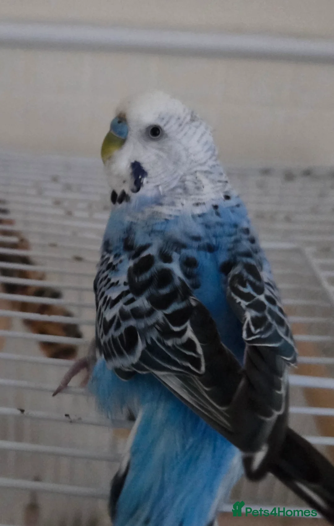 Budgerigars birds for sale: Male handreared budgie in Neath - Advert 6