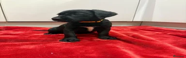 Mixed Breed 10
