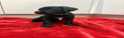 Mixed Breed dogs for sale: golden cocker retriever  - Advert 15