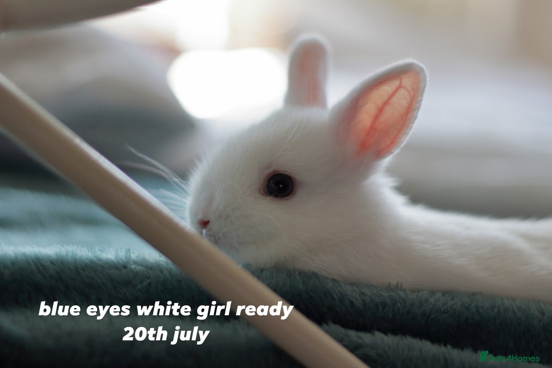 Netherland Dwarf rabbits for sale: pure bred netherland dwarf new litter - Image 9