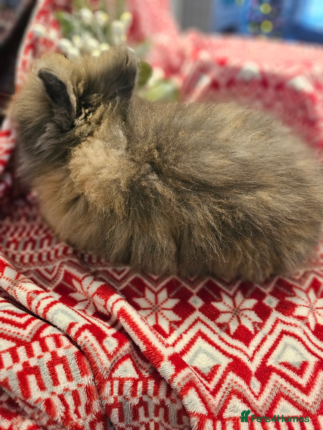 Angora rabbits for sale: Angora X - Advert 8