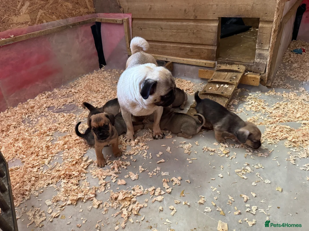 Mixed Breed dogs for sale: Stunning pug x dachshund  in Liskeard - Advert 1