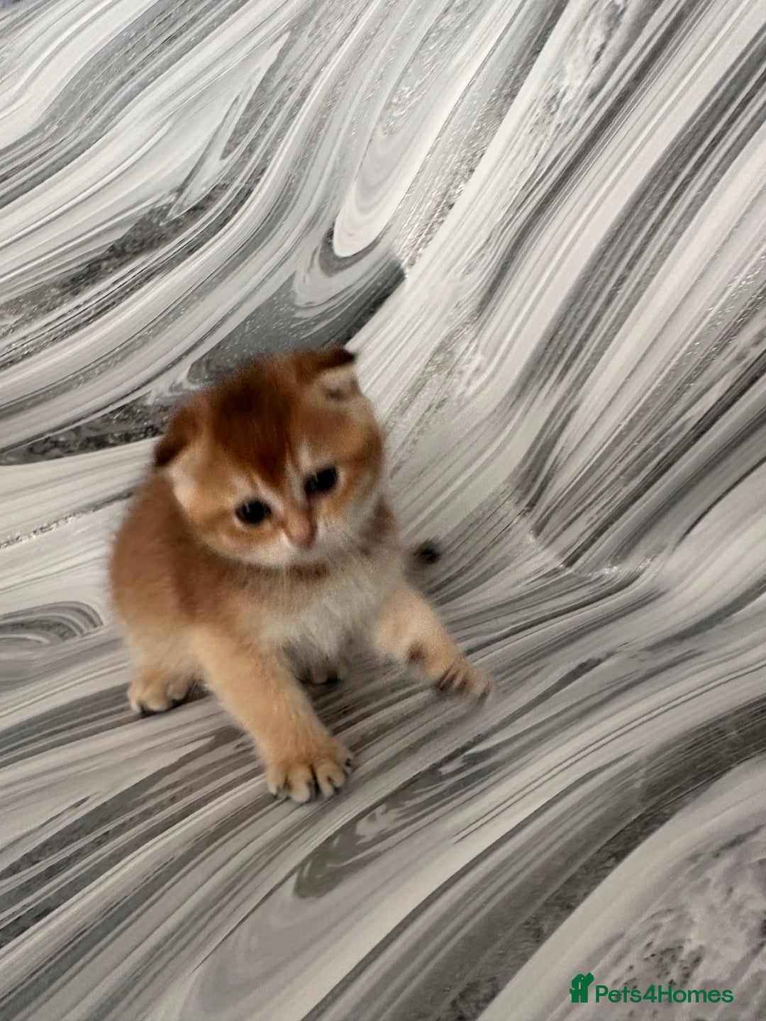 Scottish Fold cats for sale: Pedigree Scottish Fold kittens - Image 3