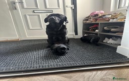 Labrador Retriever dogs for sale: Black labs for sale  - Image 6