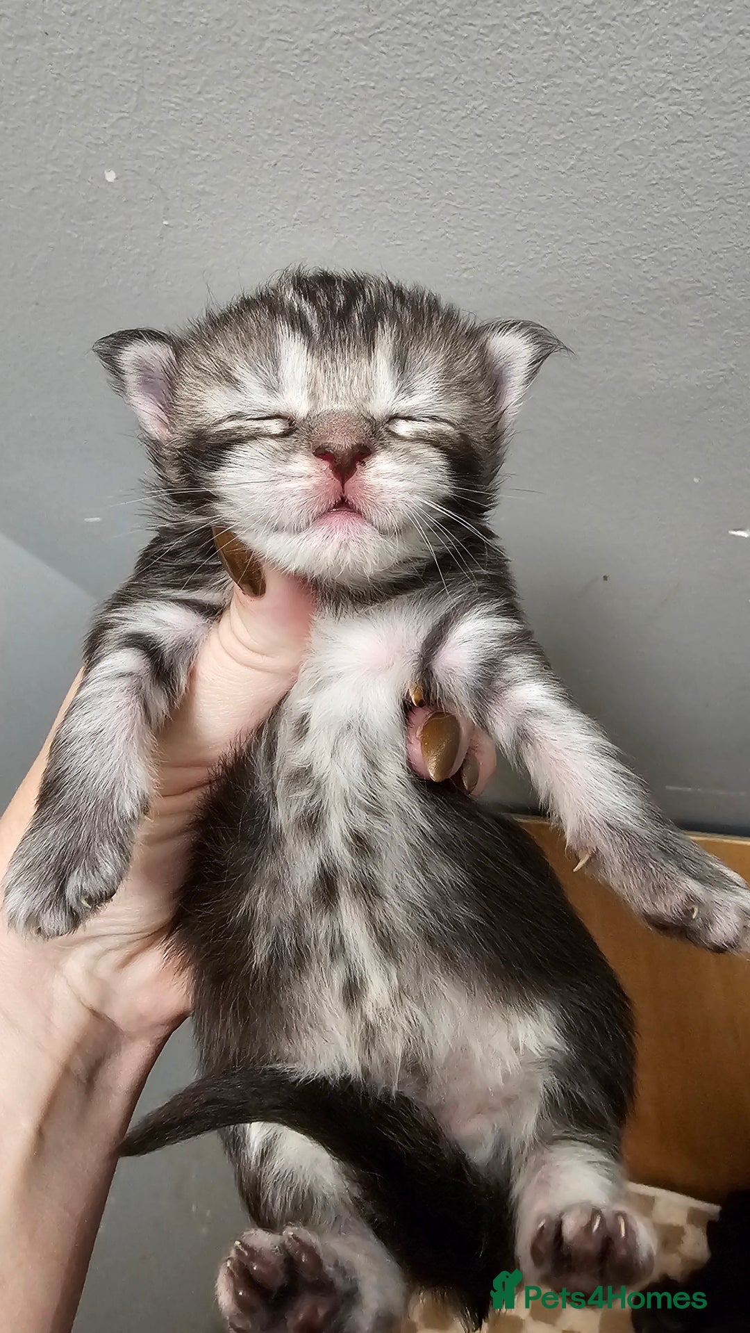 Maine Coon cats for sale: Registered maine coon babies - Advert 11
