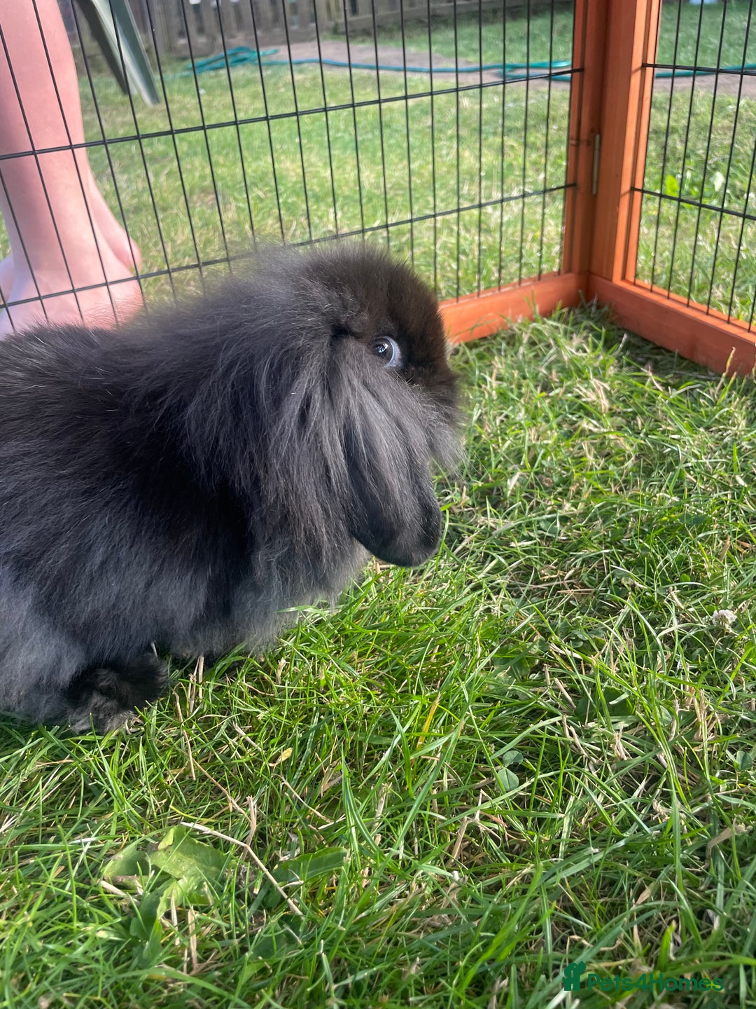 Mini Lop rabbits for sale: Male mini lop babies READY TO LEAVE  - Image 27