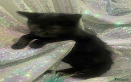 Ragdoll cats for sale: Ragdoll X  - Image 18