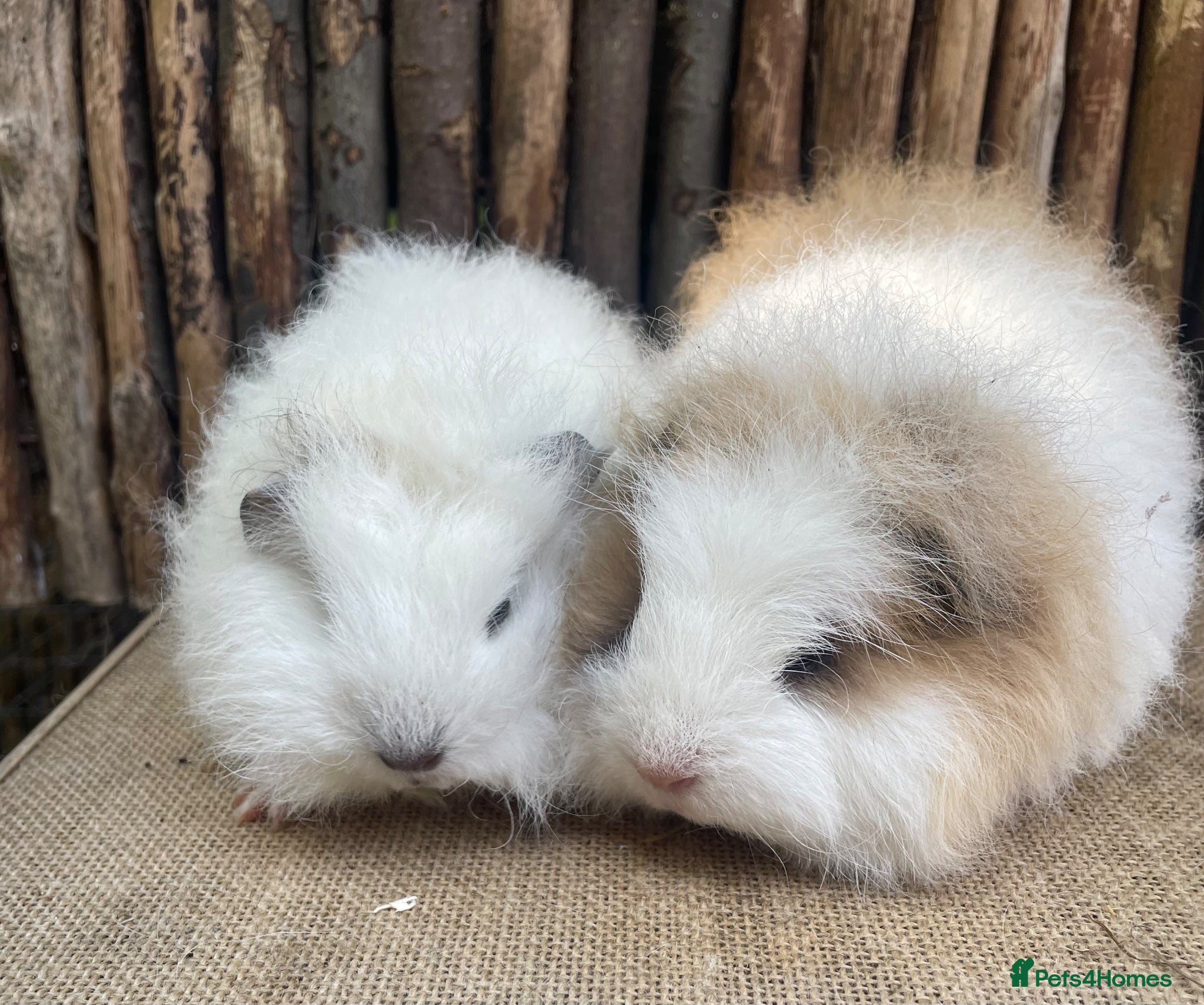 Guinea Pig rodents Baby Swiss sows - Advert 1