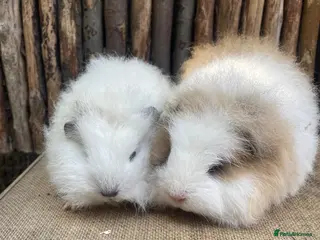 Guinea Pig rodents Baby Swiss sows - Advert 1