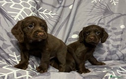 Cocker Spaniel dogs for sale: Beautiful puppy’s  - Image 5