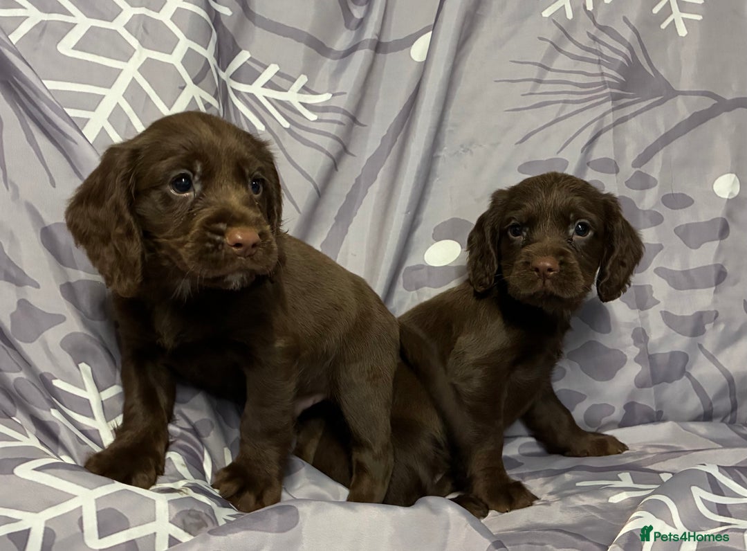 Cocker Spaniel dogs for sale: Beautiful puppy’s  - Image 5