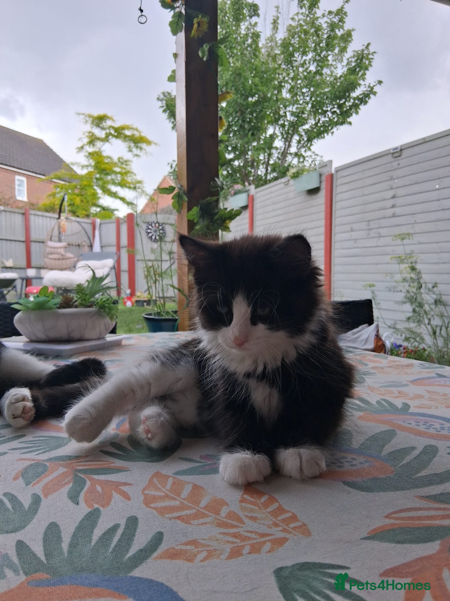 Mixed Breed cats for sale: 1 boy and 2 girls black and white ( tuxedo) - Advert 29