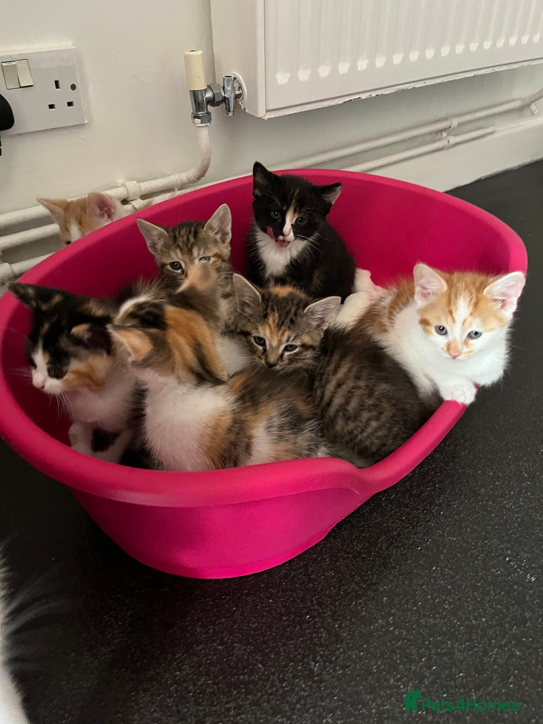 Domestic Shorthair cats for sale: Litter of 9 Beautiful Kittens - Image 27