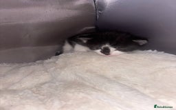 Exotic cats for sale: 1 Male 1 female in Tilbury - Image 7