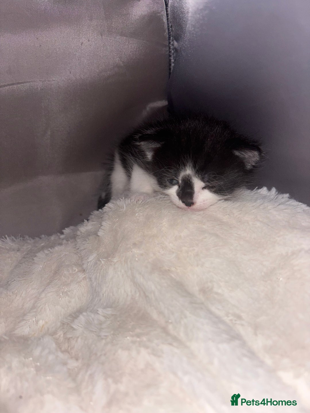 Exotic cats for sale: 1 Male 1 female in Tilbury - Image 7
