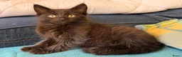 Maine Coon cats for sale: Maine Coon Absolutely  beautiful Kittens for Sale  - Advert 10