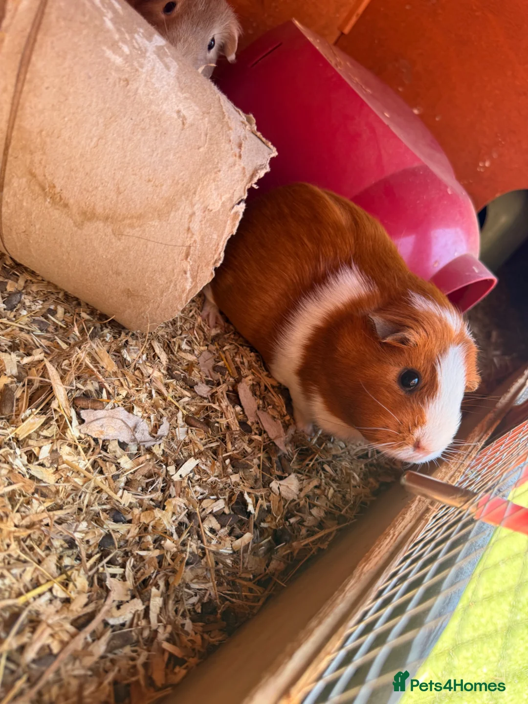 Guinea Pig rodents for sale: 3 female guinea pigs  - Advert 2