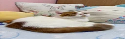 Exotic cats for sale: Beautiful exotic boy - Advert 5
