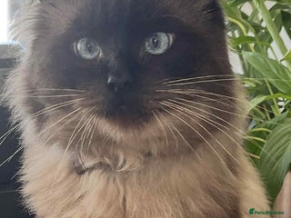 Ragdoll cats - Advert 1