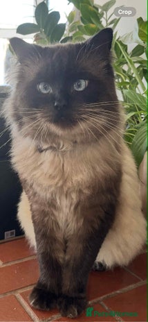 Ragdoll cats - Advert 14