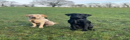 Labrador Retriever dogs for sale: Two beautiful Labrador girls 2&3yos in Worcester - Advert 4