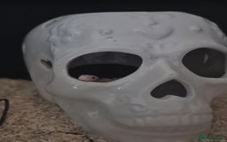 Corn Snake reptiles for sale: 4½ Month Old Snow Tessera Corn Snake for Sale - Image 3