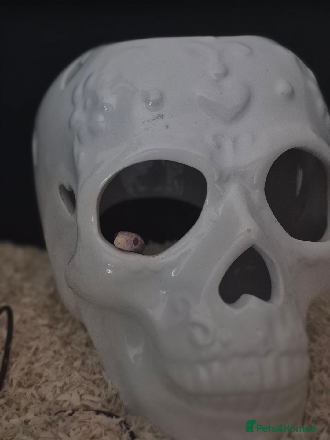 Corn Snake reptiles for sale: 4½ Month Old Snow Tessera Corn Snake for Sale - Image 3