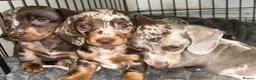 Dachshund dogs for sale: 3 females remaining ready now  - Advert 12