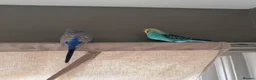 Budgerigars birds for sale: Pair of friendly budgies tame with omelet cage  in Bedford - Advert 4