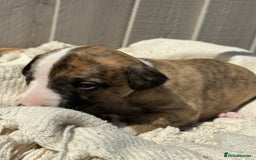 Whippet dogs for sale: Beautiful pedigree whippet puppies  - Image 10