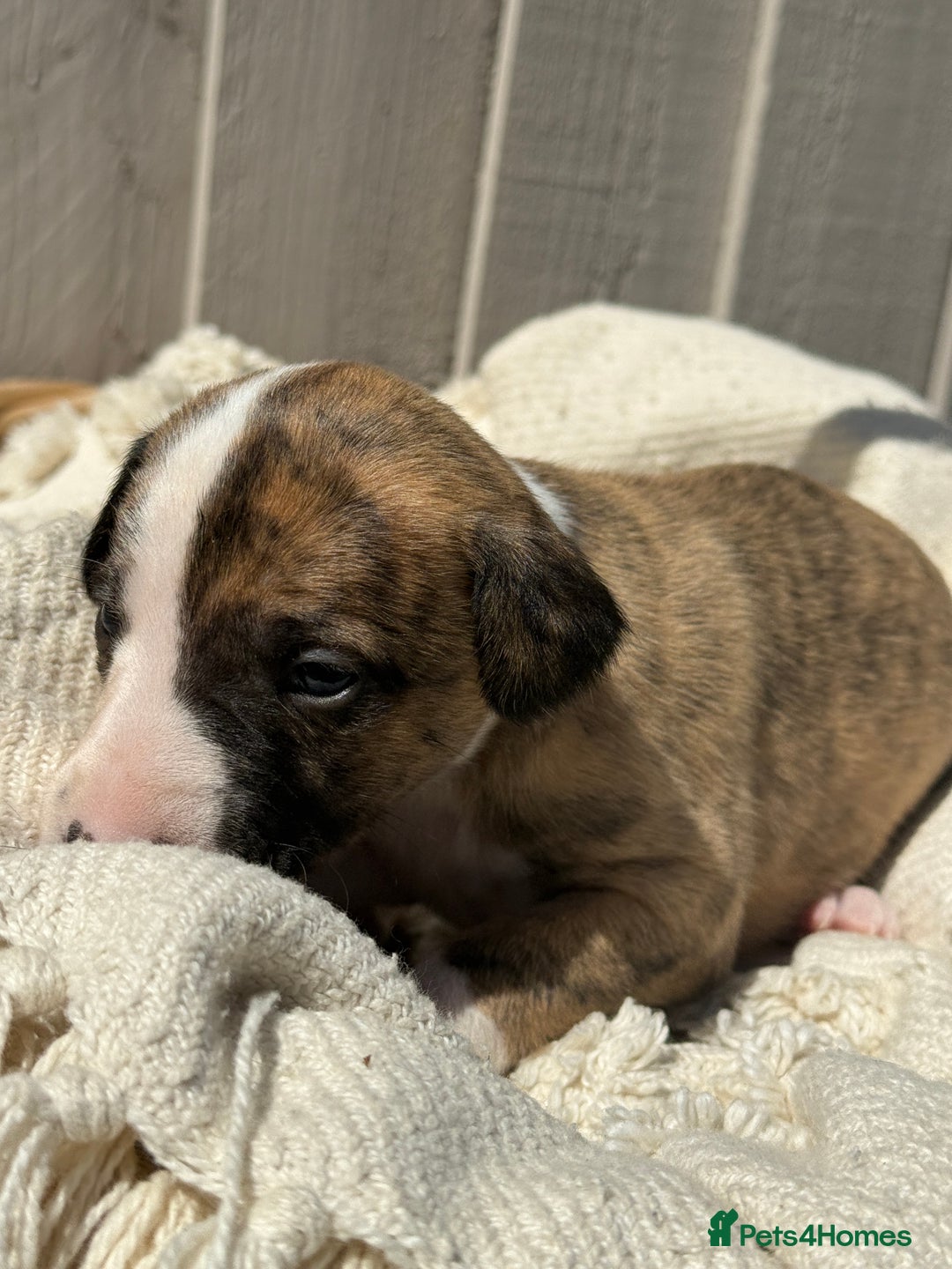 Whippet dogs for sale: Beautiful pedigree whippet puppies  - Image 10