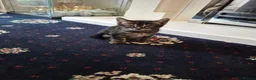 Mixed Breed cats for sale: Mixed Bengal Kittens in Pinner - Advert 4