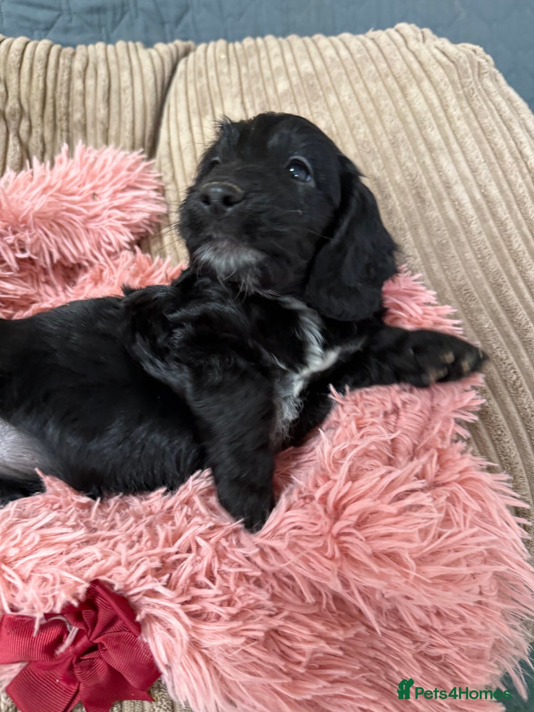 Cockapoo dogs for sale: F1 Cockapoo’s Fully DNA hereditary clear - Advert 7