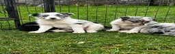 Border Collie dogs for sale: 5 Beautiful Blue Merle Border Collie Puppies - Advert 16