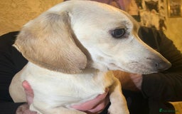 Miniature Dachshund dogs for sale: Minature cream Daschund boy  - Advert 3