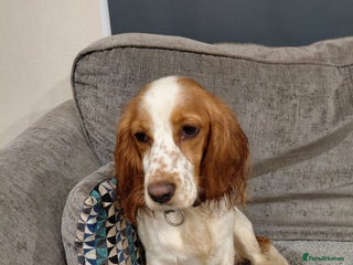 Sprocker dogs for sale: *BEAUTIFUL SPROKER PUPPIES * - Advert 1