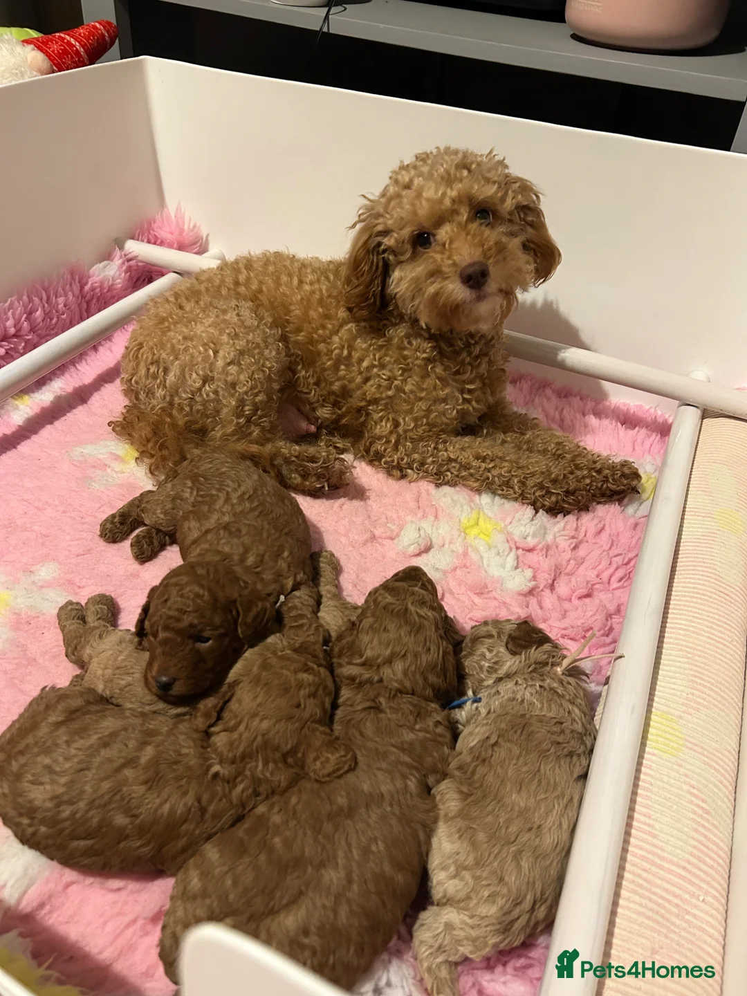 Cockapoo dogs for sale: 🐶 Adorable Cockapoos 🥰 in Kettering - Advert 1