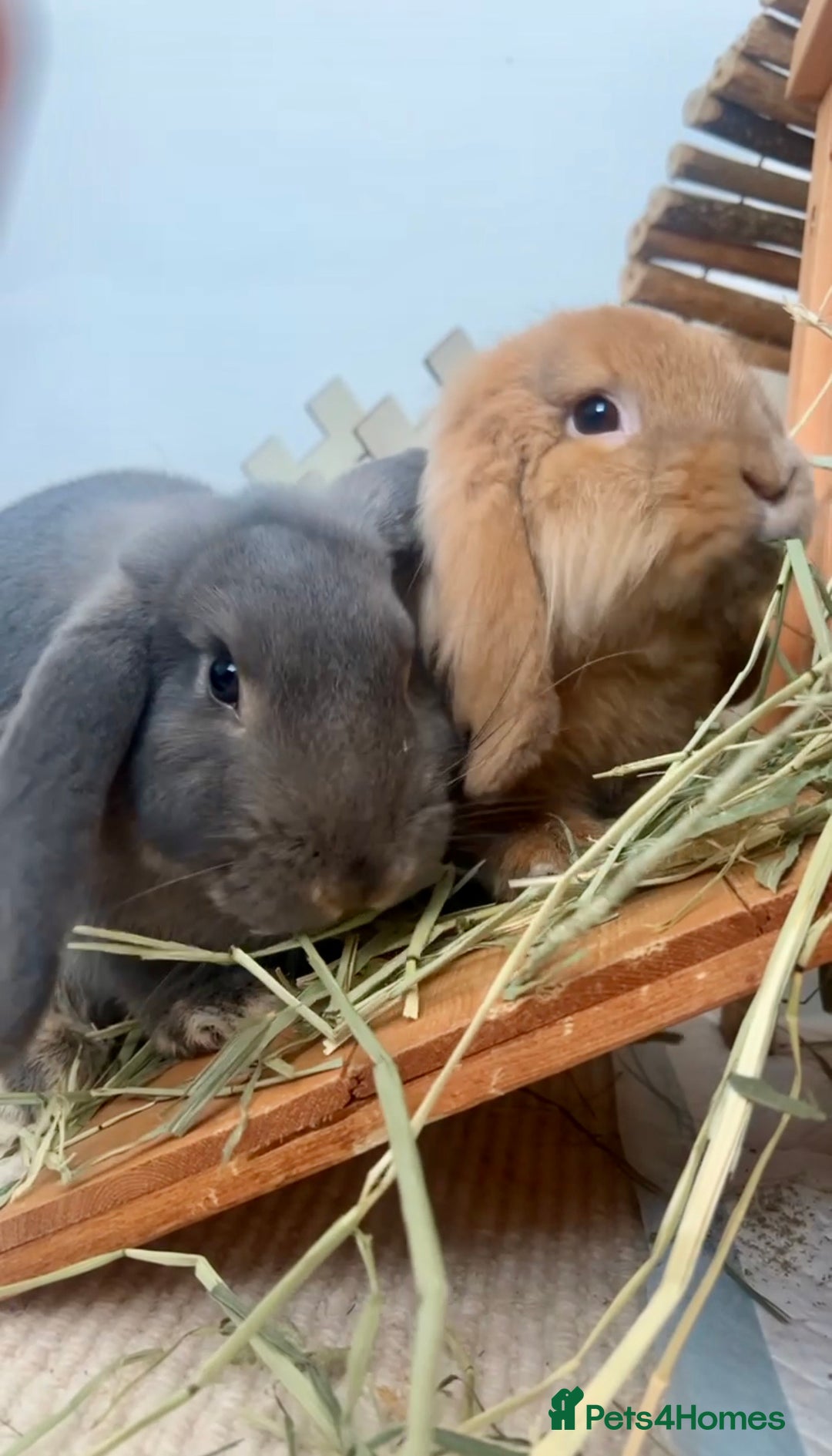 Mini Lion Lop rabbits for sale: Lovely couple Bunnies for rehoming! (Bonded) - Advert 2