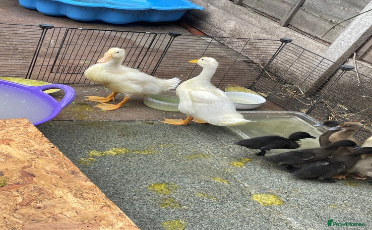 Ducks poultry - Advert 1