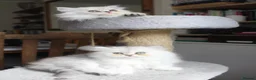 Persian cats for sale: 3 Pure Persian Chinchilla Kittens  - Advert 9