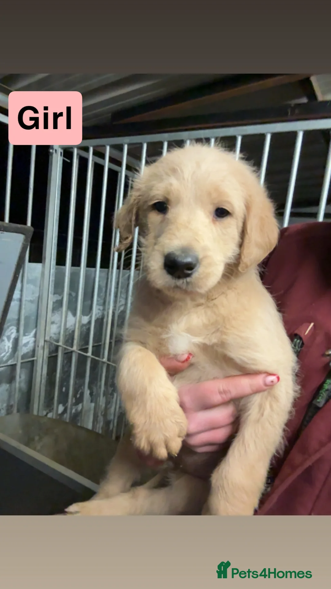 Labradoodle dogs for sale: Labradoodle pups  - Advert 7
