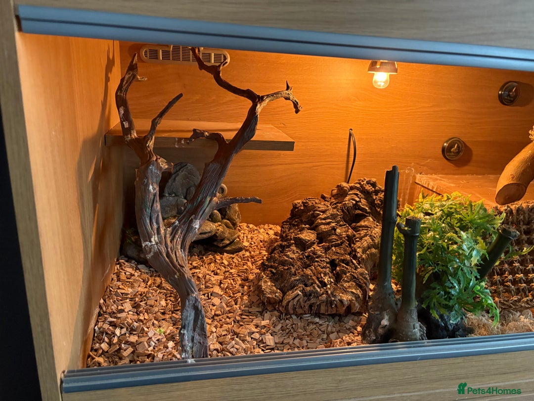 Corn Snake reptiles for sale: 2 x cornsnakes. Separate vivs.  - Image 8