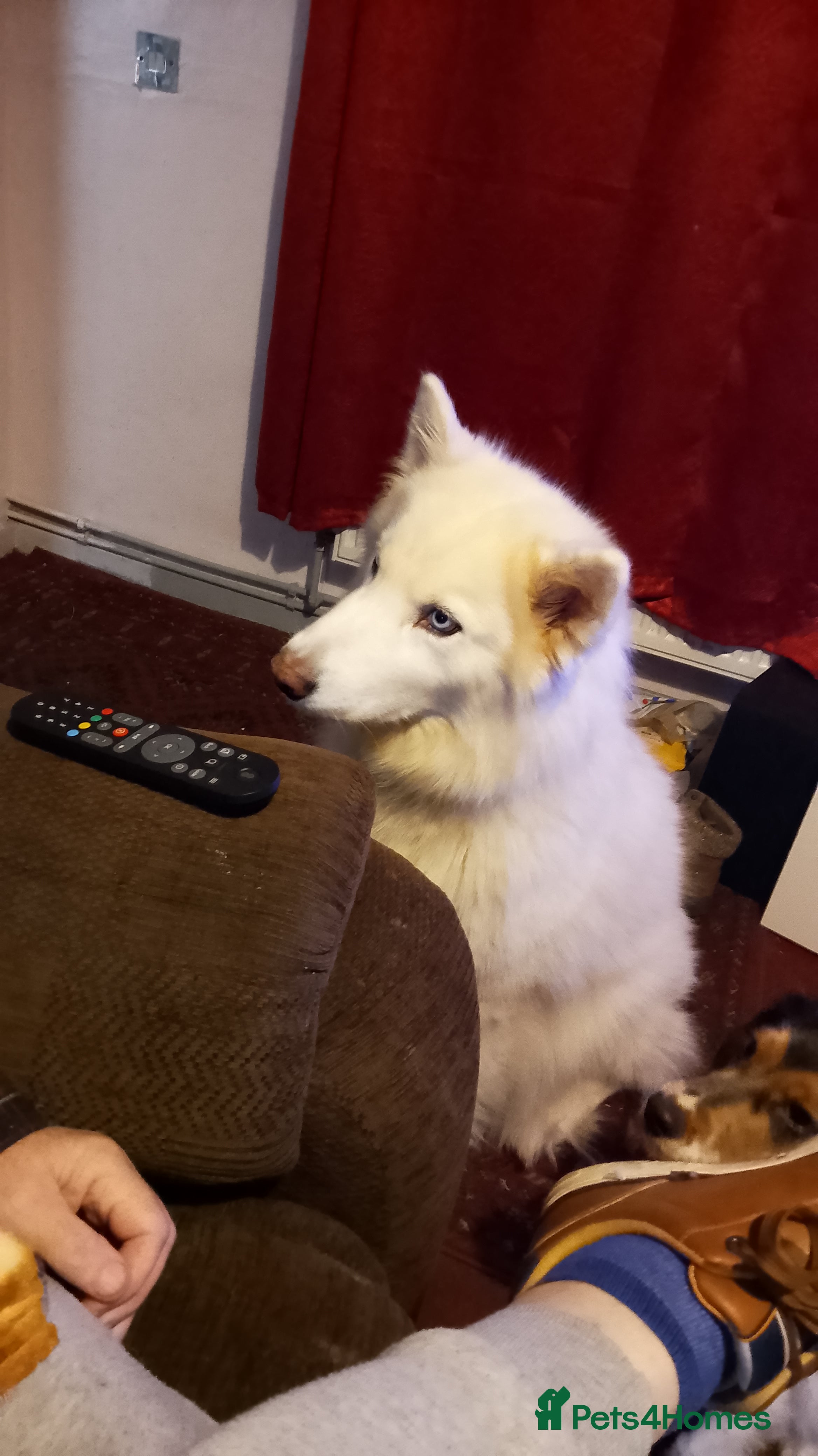 Siberian Husky dogs Husky female  - Advert 1