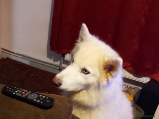 Siberian Husky dogs Husky female - Advert 1