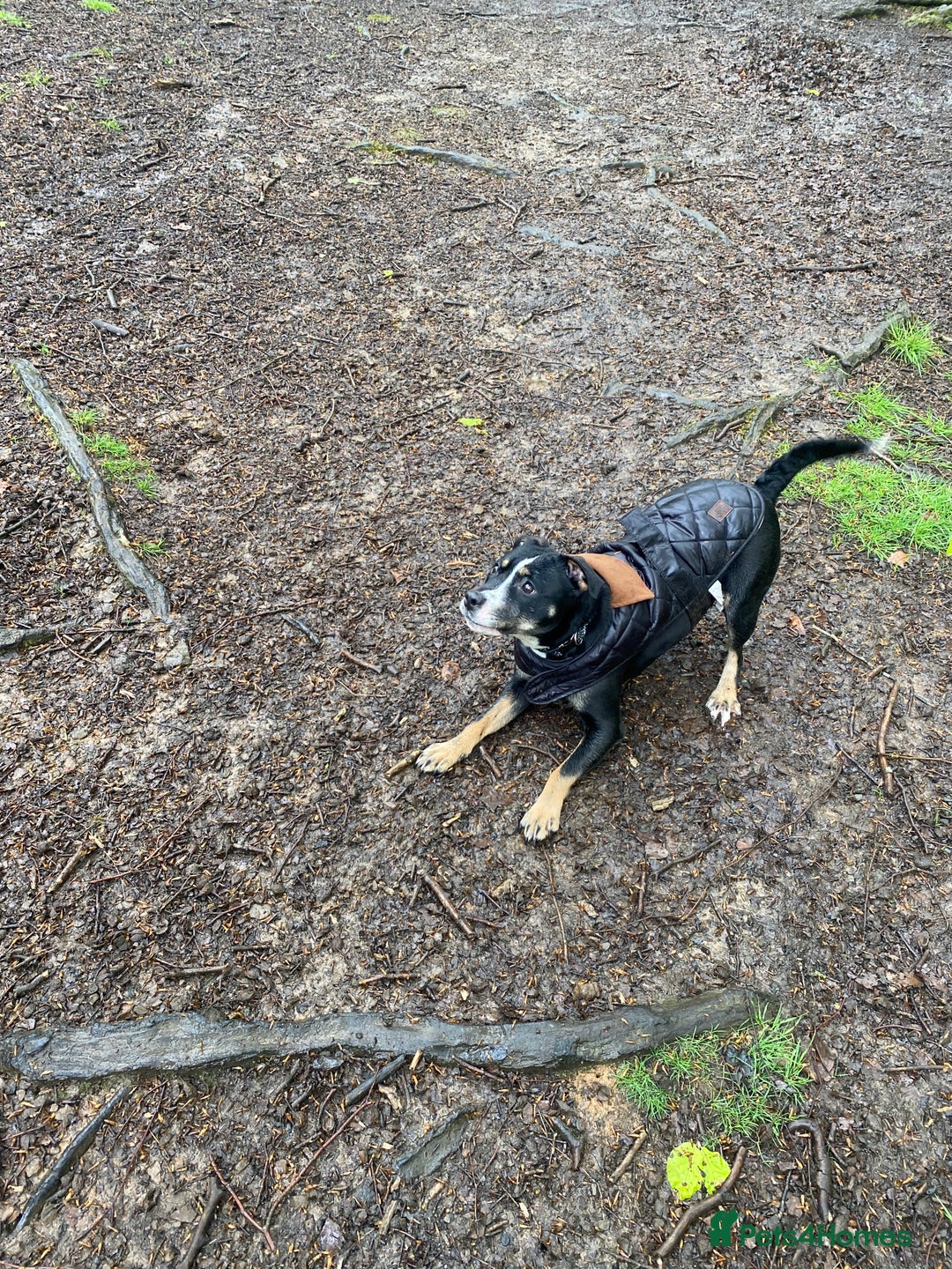 Mixed Breed dogs for sale: Beautiful dog named Mel  - Image 5