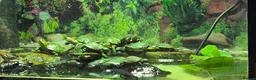 Turtle reptiles for sale: Painted turtles for sale - Advert 8